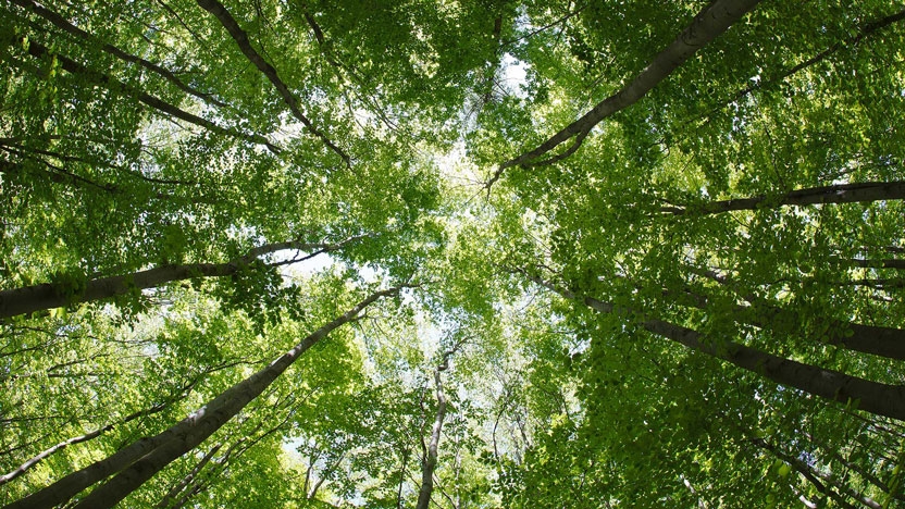 Looking upwards into green summer trees.