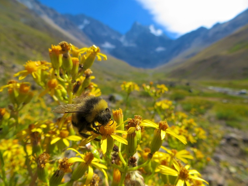 A Bee's Kingdom, photo by Mara Gans, Chile