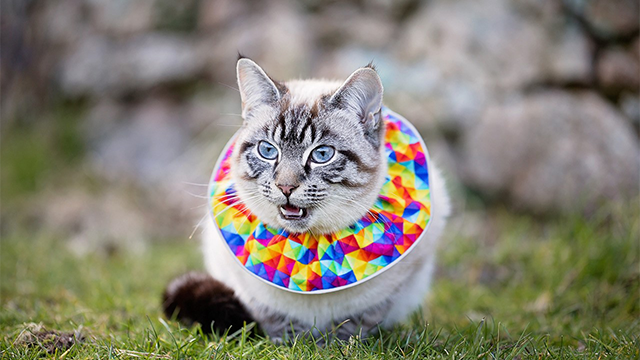 Cat with neck piece