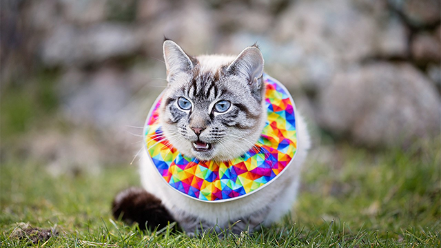 Birdsbesafe cat sale collar