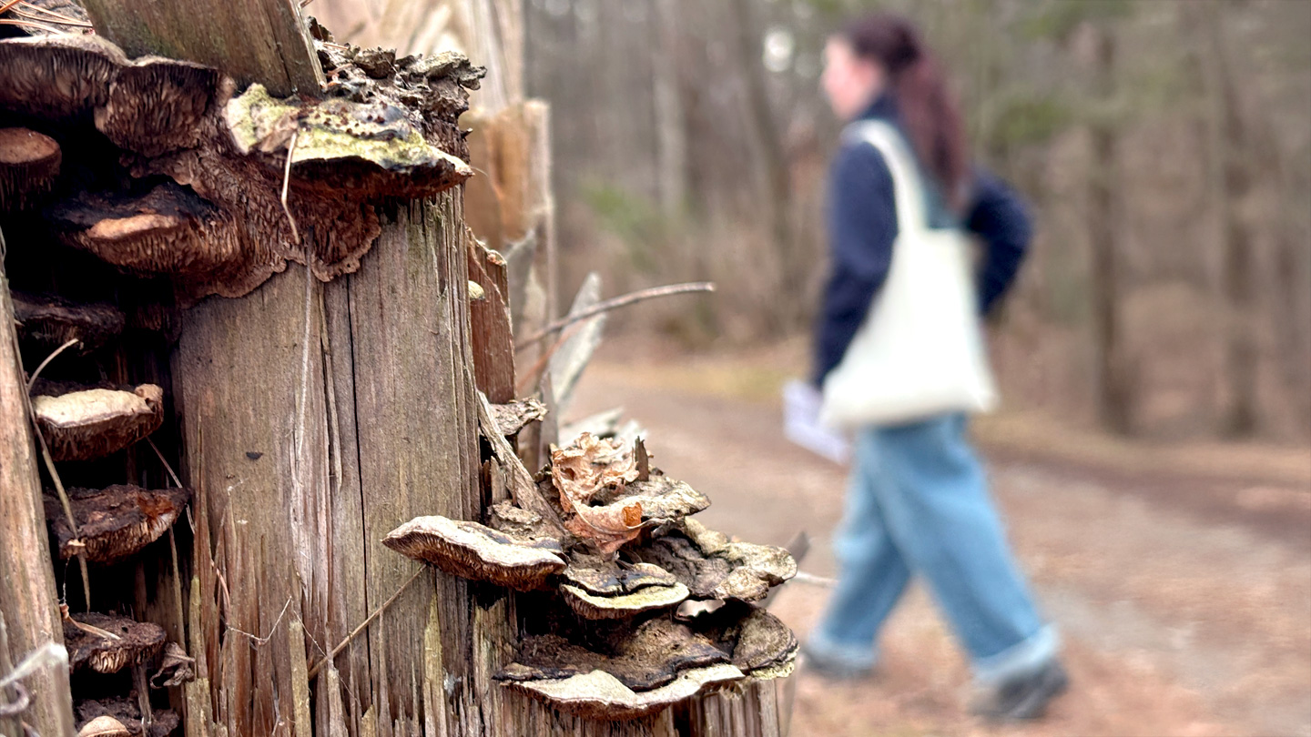 Close-up of fungi growing on a stump with student walking by in background.