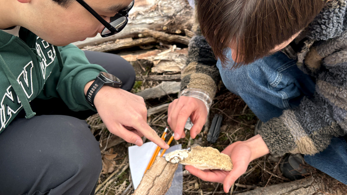 Students examine two samples of fungi on a dead log.