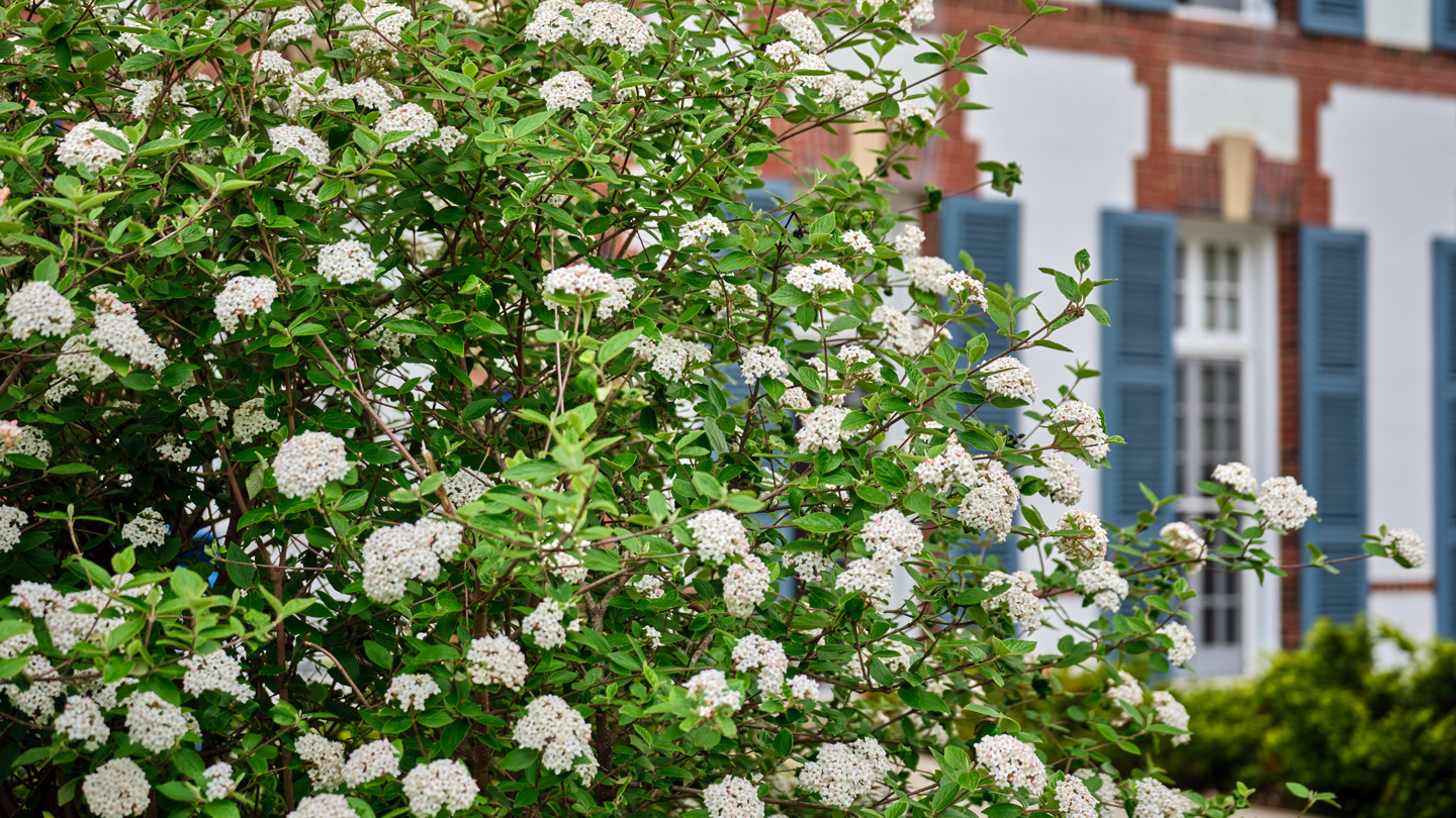A shrub covered with white blooms in front of a campus building.