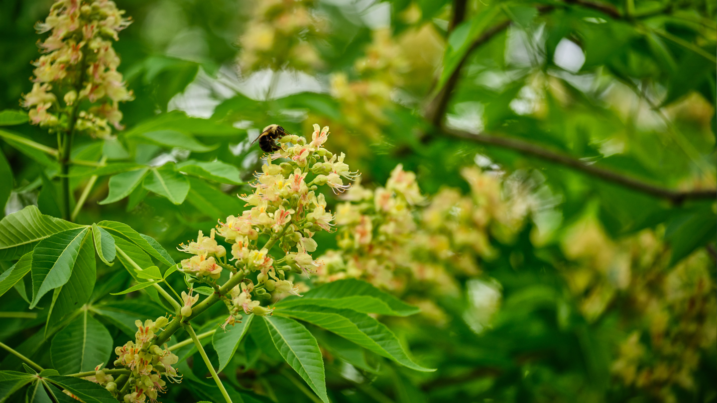 A closeup of yellow blossoms on a tree with a bee in the middle.