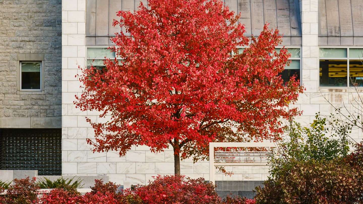 Bright red maple tree in front of the Davis Family Library