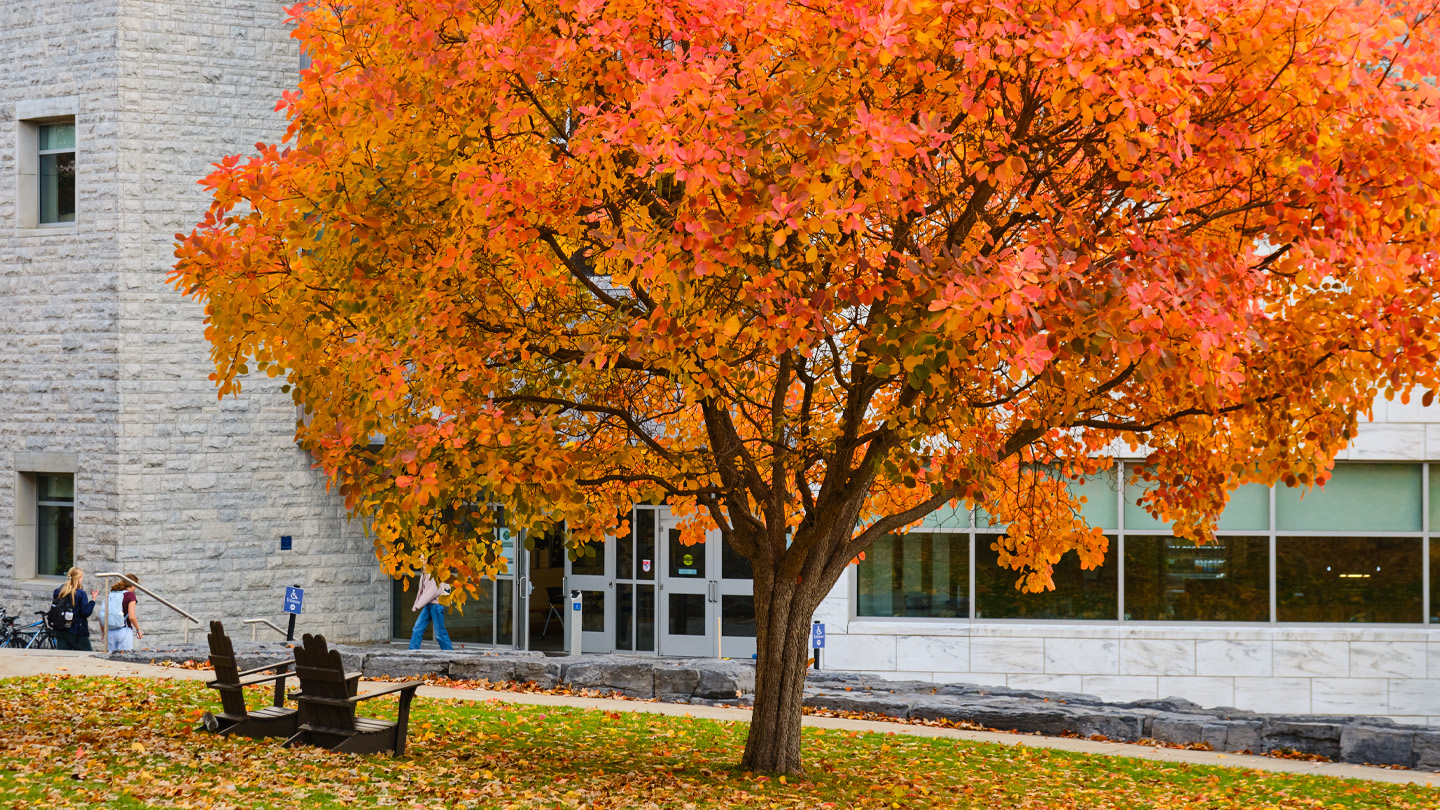 Brightly colored orange tree in front of Davis Family Library.