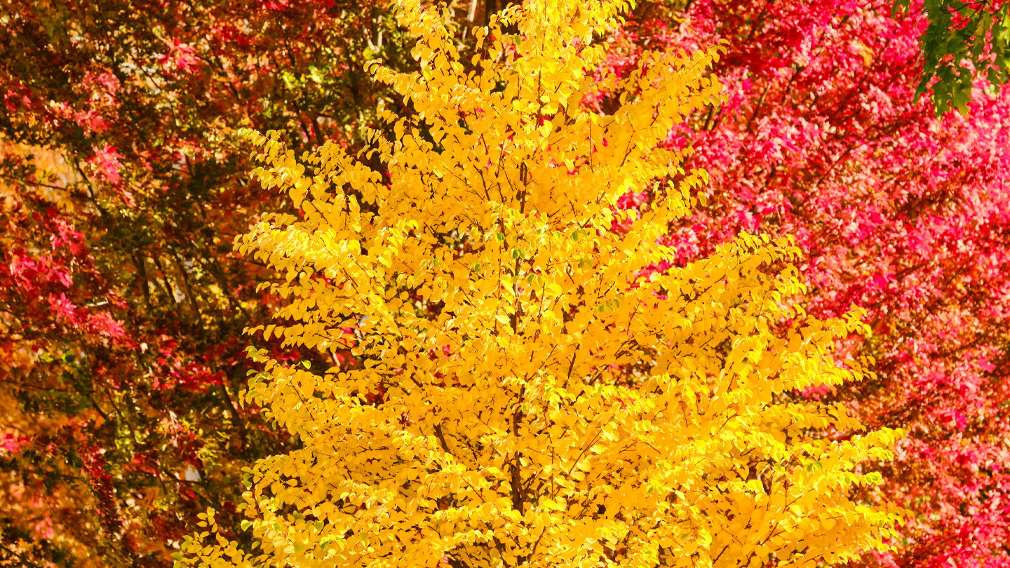Brightly colored campus trees in red, yellow, and orange.