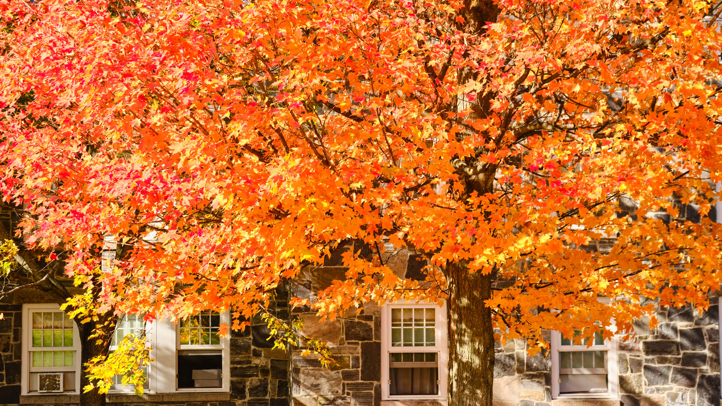 Bright orange maple tree in front of campus buildings.