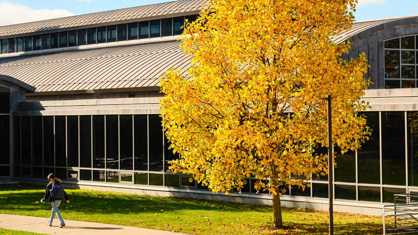 A bright yellow tree in front of a campus building.