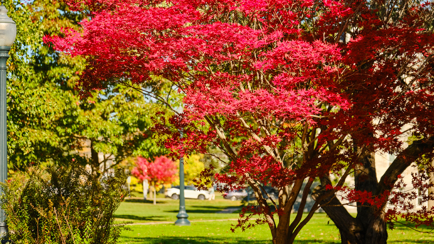 Bright red foliage from a Japanese maple tree on a college campus.