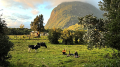 People sitting in a green field with cows nearby and mountains in the background.