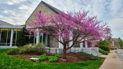 Red flowering tree in front of a campus building