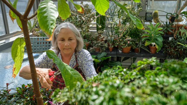 Woman tends to plants in a greenhouse.