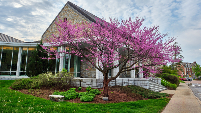 Red flowering tree in front of a campus building