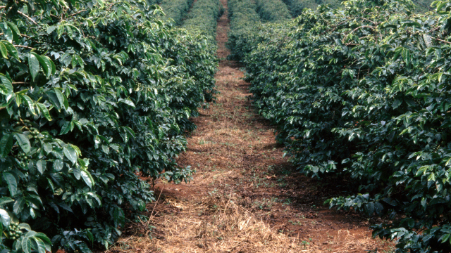 Small grower coffee bean farm 
