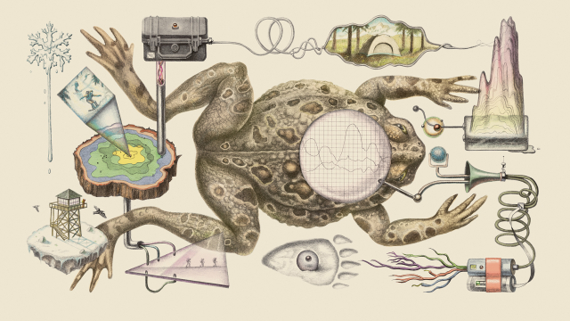 Illustration of a Yosemite toad