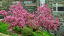A clump of red flowering crabapple trees outside of Allen Hall.
