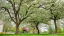 A canopy of white flowering crabapple trees on campus.