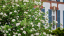 A shrub covered with white blooms in front of a campus building.