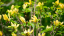 A closeup of yellow magnolia blooms about to open