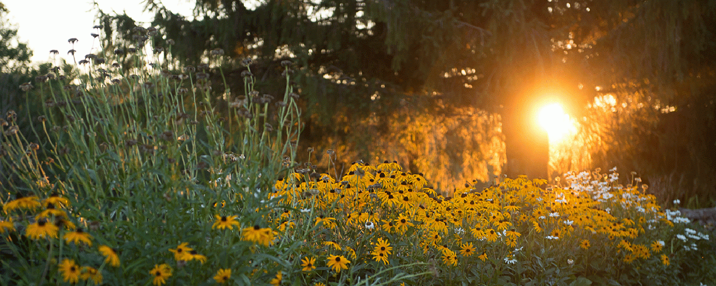 orange sunset through the trees and colorful flowers